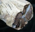 Large Blue Forest Petrified Wood Limb Section #7993-3